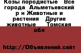 Козы породистые - Все города, Альметьевский р-н Животные и растения » Другие животные   . Томская обл.